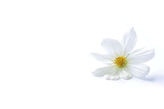 white cosmos flower isolated