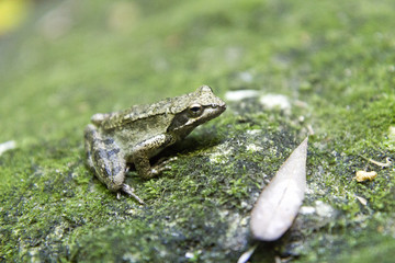 agile frog (rana dalmatina, italica)in its habitat