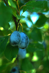 Blue ripe plum on a tree. In the fruit garden.purple with green leaves growing in the garden.