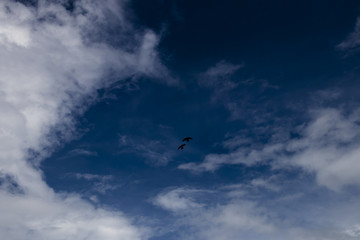 Pigeons flying around.