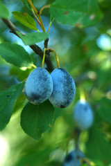 Blue ripe plum on a tree. In the fruit garden.purple with green leaves growing in the garden.