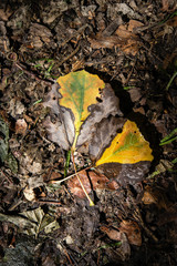 Two leaves of poplar in gradual decay.
