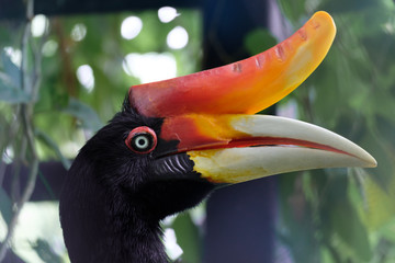 Rhinoceros hornbill is perching on the tree