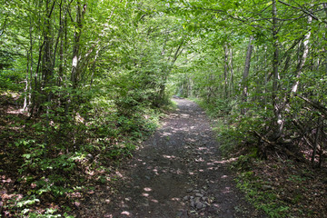A forest path between densely growing trees with green leaves.