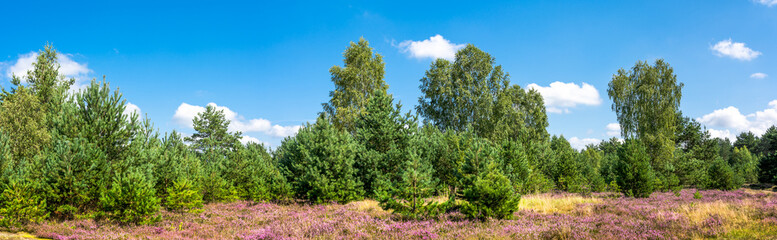 Fototapeta na wymiar Green forest and field of heather flowers, autumn nature, panoramic vista, Poland