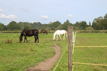 Fototapeta premium Horses grazing on pasture. Summer
