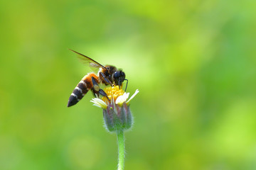 a Bee perched on the beautiful flower