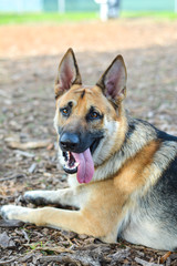 German Shepherd  in the park 