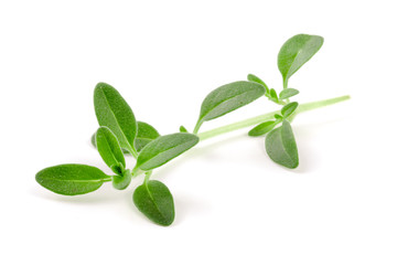 Fresh thyme spice isolated on white background