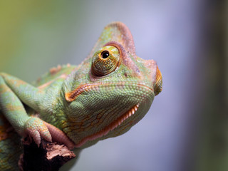 Portrait of a chameleon. Green background, wildlife