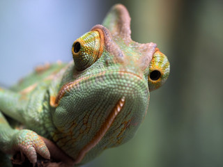 Portrait of a chameleon. Green background, wildlife