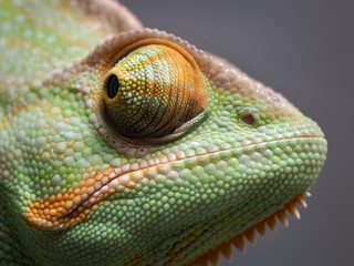 Portrait of a chameleon. Green background, wildlife