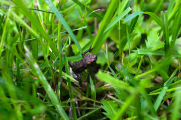 Tiny little frog close up look in green gross