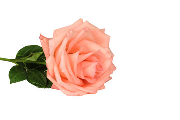 Pink rose isolated on a white background close-up.
