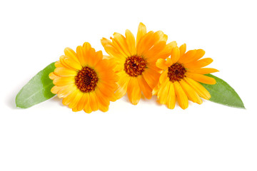 Calendula. Marigold flower with leaf isolated on white background