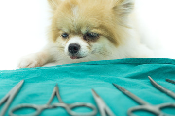 Pomeranian dog sitting on white floor with blur surgical materials, artery forceps and cramps on green Surgical Drapes. Veterinary, surgery, medicine, pet, animals, health care concept