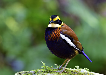 Banded Pitta (Hydrornis guajana) chubby dark blue with brown back and fire head bird perching on mossy ground in the nature