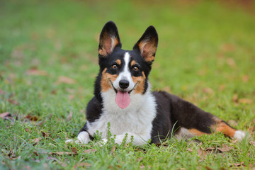 Welsh Corgi