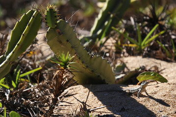 Calango (Tropidurus torquatus) | Amazon lava lizard