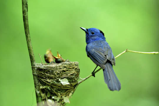Black-naped monarch flycatcher (Hypothymis azurea) beautiful blue bird with black spot on head perching beside his nest keep guarding chicks, exotic nature