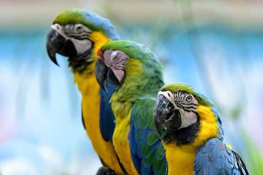 Blue and Gold macaws sitting together aside sleepy Bufon's macaw parrot bird in safari, beautiful nature