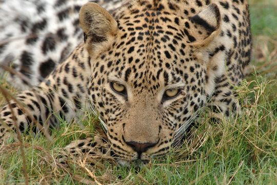 Close up of male Leopard face