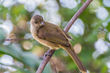Streak-Eared Bulbul (Pycnonotus blanfordi) / Streak-Eared Bulbul (Pycnonotus blanfordi) Perch On The Tree.