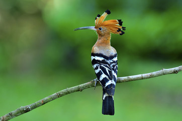 Common Hoopoe (Upupa epops) beautiful crested head bird perching on a branch with back feathers profile, amazing nature © prin79