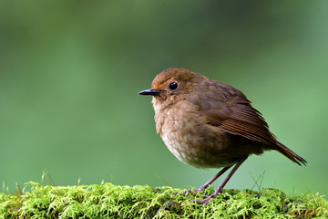 Female of White-browed Shortwing (Brachypteryx montana) beautiful brown bird perching on mossy spot over blur green background, fascinated nature