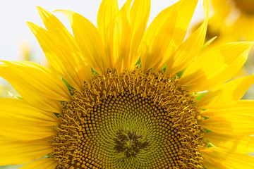 close up sunflower