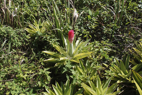 Bromélia-quesneliana (Quesnelia quesneliana) | Bromeliad