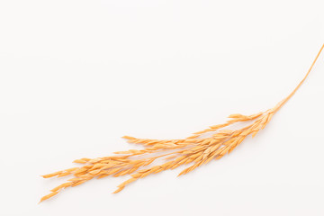 Paddy rice on white background. ears of paddy rice