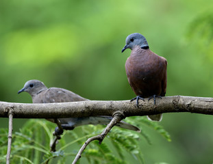 Pair of Red turtle dove (Streptopelia tranquebarica) beautiful red bird perching together on tree branch over green background, exotic nature