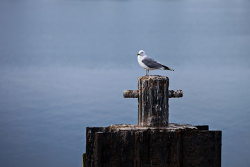 A lone sea gull in the early morning standing on a mooring bollard stained with bird droppings, blurry water in the background.