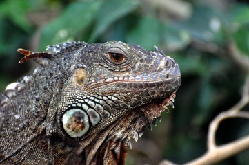 Grüner Leguan