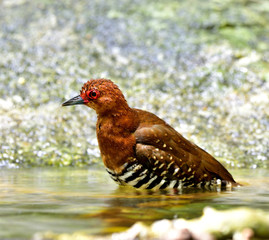 Red-legged crake (Rallina fasciata) beautiful red waterbird taking a shower in nature pool, exotic creature