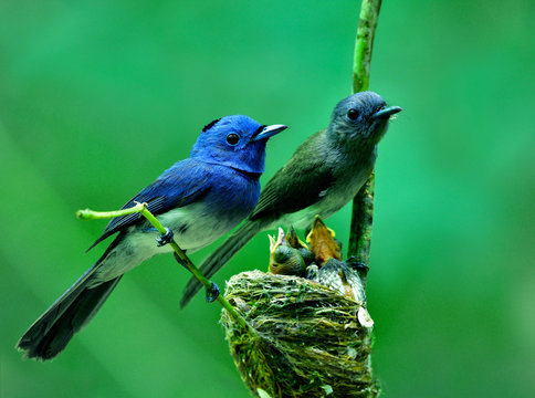 Parents of Black-naped monarch flycatcher (Hypothymis azurea) beautiful blue birds perching on nest guarding their baby chicks in feeding season, happy nature family