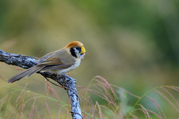 Spot-breasted parrotbill (paradoxornis guttaticollis) beautiful brown bird with black cheeks and dotted breast perching on dried branch over pink grasses