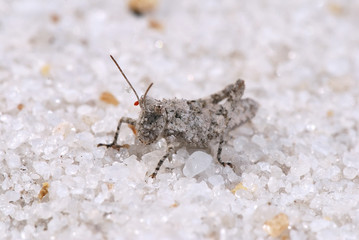 Grilo branco (inseto) | White cricket