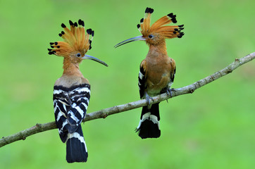 Sweet pair of Common Hoopoe (Upupa epops) beautiful brown bird with crested head perching on a branch with detail of back and fore feathers profile, exotic nature