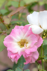 Matilda; Floribunda Rose, Pink Rose Made by Meilland in France, 1988