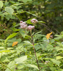 Silver-washed fritillary butterflies