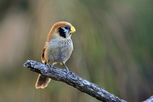 Spot-breasted parrotbill (paradoxornis guttaticollis) lovely brown bird with black cheeks perching on dried branch