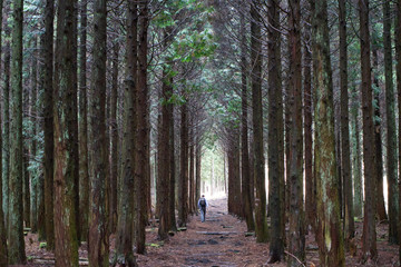 Obraz premium Man walking through cedar forest