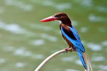 White-throated (Halcyon smyrnensis) white-breasted, tree or Smyrna kingfisher, widely distributed in South East Asia taken in Kao Yai National Park Thailand