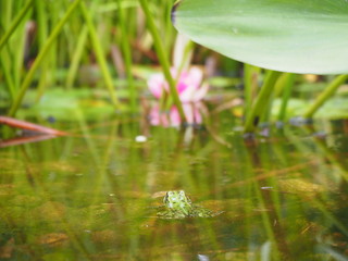 Frosch von hinten im Teich mit Seerose