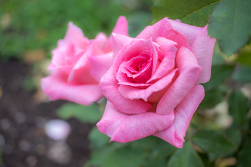 Bridal Pink; Floribunda Rose, Pink Rose Made by Boerner in USA, 1967