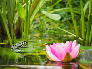 Nahaufnahme Frosch im Teich mit Seerose pink