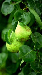 Pear drops