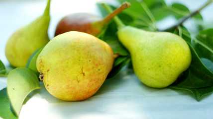  yellow, ripe, juicy pears on a white background, with a branch and green leaves